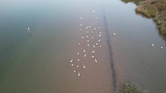航拍水边成群的白鹭