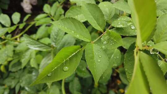 阳光植物希望森林树林树大自然