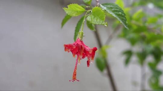 雨下的湿芙蓉