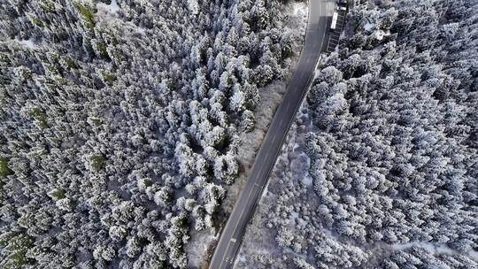 雪后的林间道路