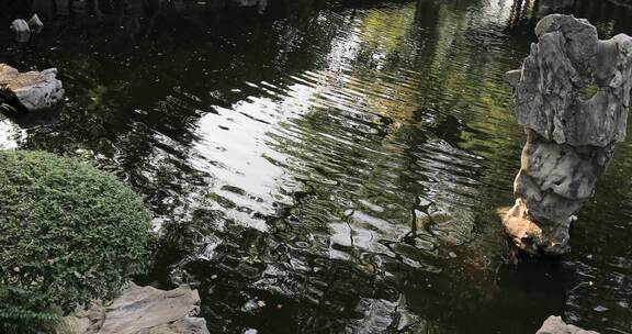 阳光绿植太湖石园林庭院水景特写 沉浸式