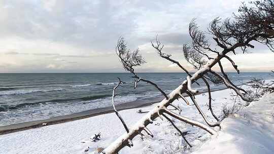 海滩前被雪覆盖的树