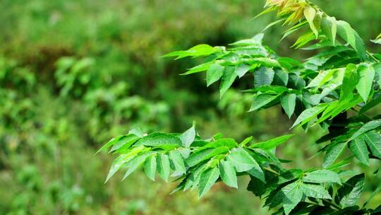 森林树木植物树叶银杏空镜