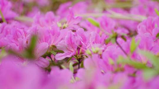 春天杜鹃花开