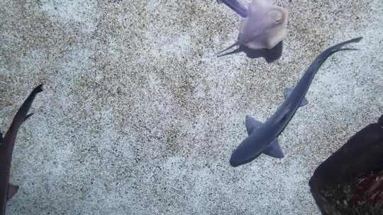 在水族馆游泳的鱼