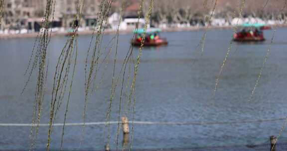 杭州西湖湖边垂柳发芽眺望宝石山保俶塔