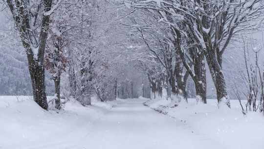 白雪树林视频素材模板下载