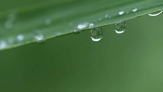 下雨天植物叶子撒行的水珠