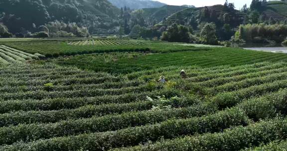 茶叶茶园武夷山茶庄大自然茶园