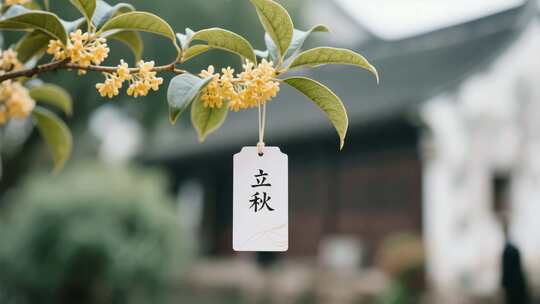 立秋时节桂花特写