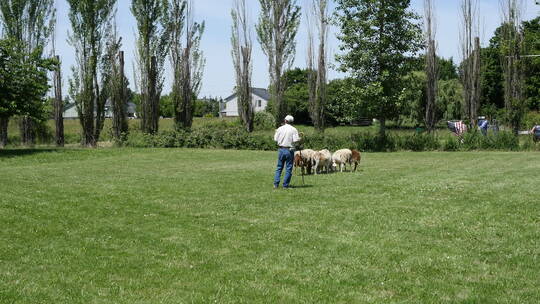 男人训练牧羊犬放牧