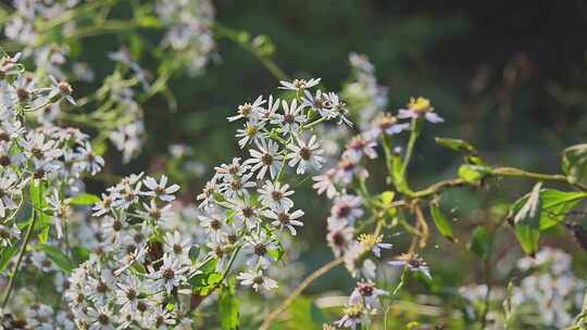 雏菊野花