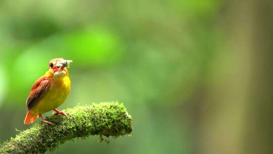 普通翠鸟（Alcedo atthis），视频素材模板下载