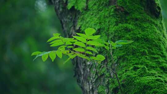 树林下雨