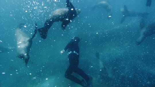 水下潜水员与海豹玩耍