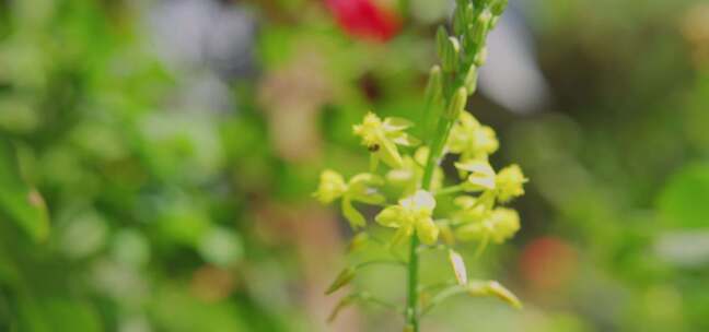 花园里的黄花，虫子飞来飞去