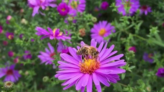 蜜蜂趴在紫色花朵上采蜜