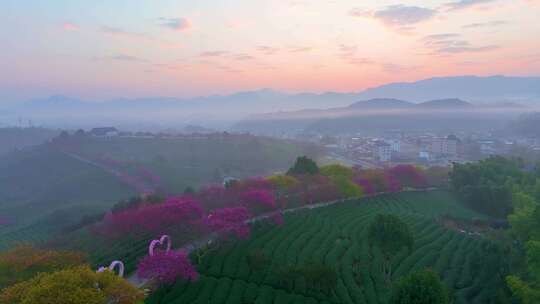 福建龙岩永福樱花茶园