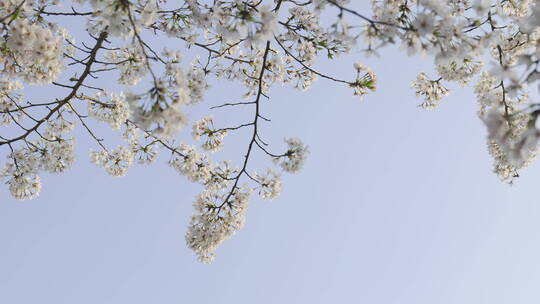 樱花花开春天