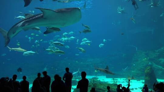 游客们观看水族馆的鱼群视频素材模板下载