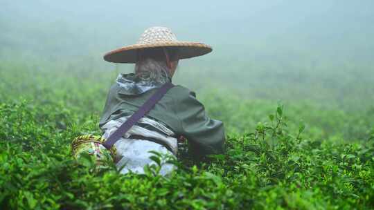 茶农采茶春茶白茶绿茶茶叶毛尖手工茶采茶视频素材模板下载