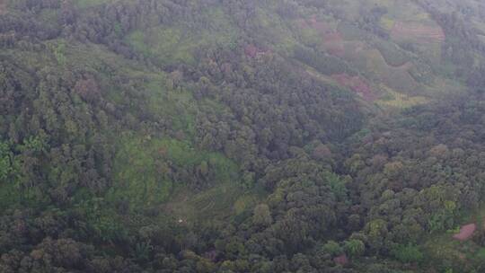 茶园 山路 古树 茶叶 绿色 山景