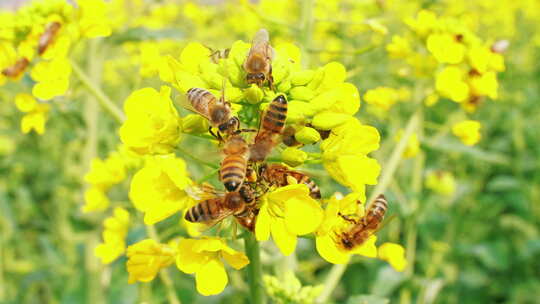 蜜蜂在油菜花上采蜜慢镜头特写