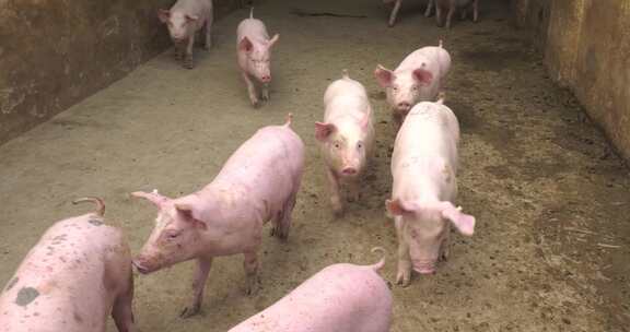 猪圈牲畜养殖农村畜牧业