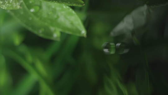 慢动作宏垂直视频水滴从新鲜绿叶草本皮肤护