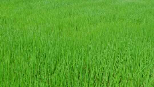绿色的稻田