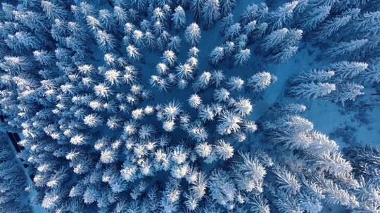 森林降雪鸟瞰图风光美景树林大自然雪花飘落