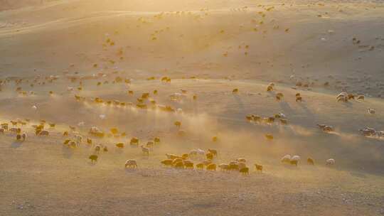 4K航拍新疆阿勒泰萨尔布拉克草原夕阳羊群