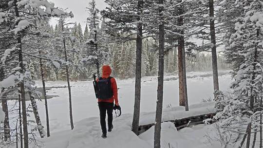 摄影师走在新疆喀纳斯雪后的森林栈道上