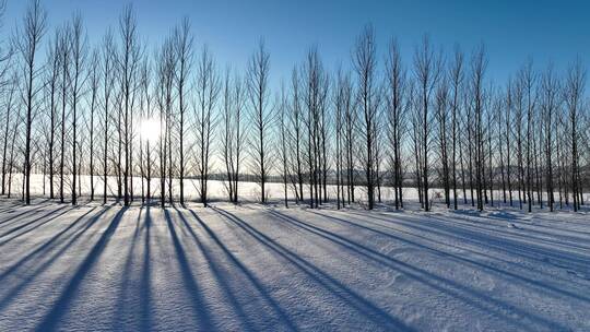 呼伦贝尔雪原防风林带夕阳雪景