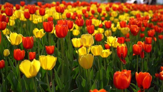 济南郁金香花海盛开，泉城广场郁金香花海