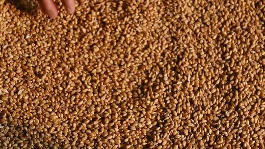 小麦麦穗农业三农粮食丰收视频素材