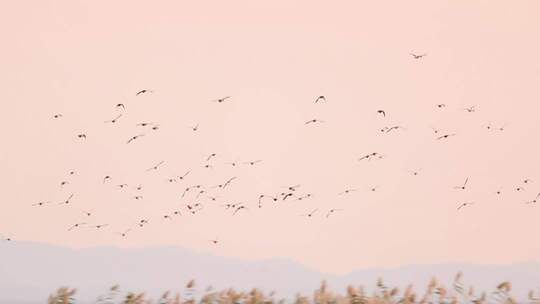天空中飞翔的鸟群