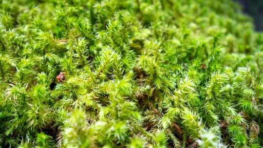 苔藓生长  植物生长 草生长 延时摄影