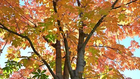 秋日枫树树叶特写