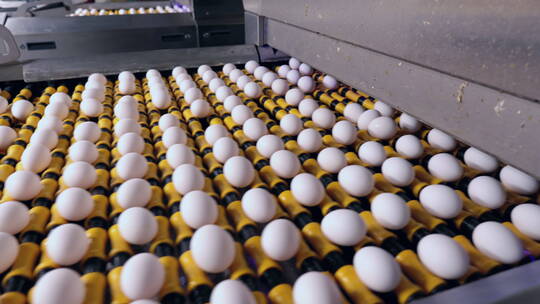 家禽养殖场鸡蛋视频