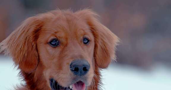 狗，金毛猎犬，玩耍，雪