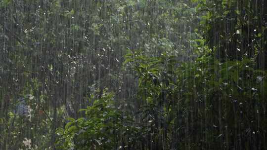 6K暴雨太阳雨雨中树木