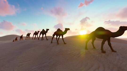 西域丝绸之路上行走的沙漠骆驼视频素材模板下载