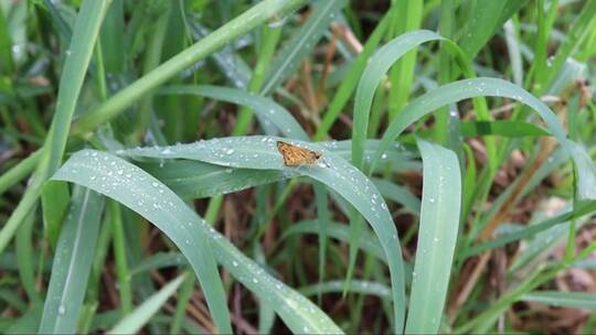 蝴蝶趴在沾满水珠的绿叶上