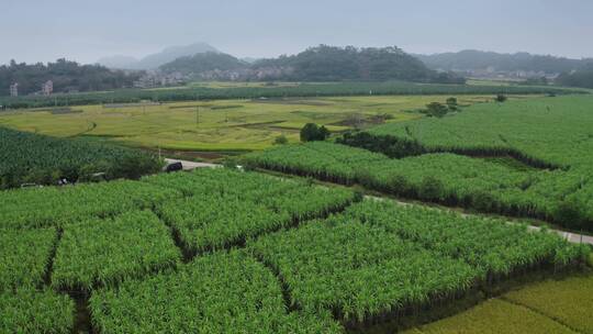 甘蔗种植基地16