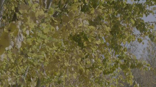 秋季金色树叶LOG视频素材模板下载