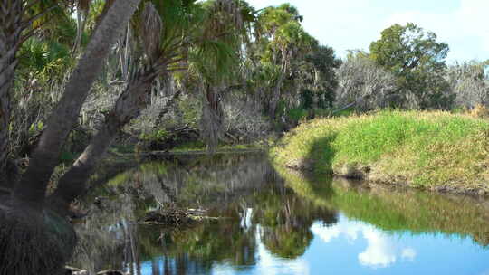 美国佛罗里达州淡水湖岸上休息的美洲短吻鳄