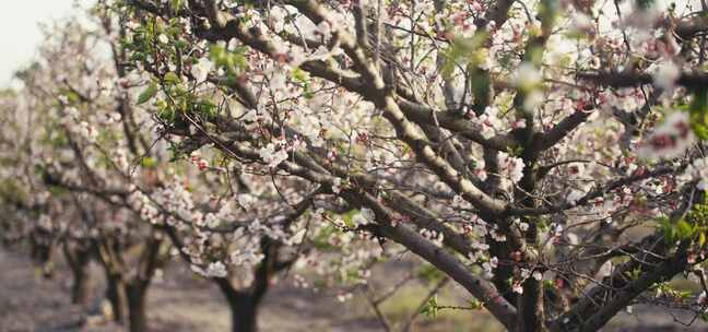 桃园桃花伸开