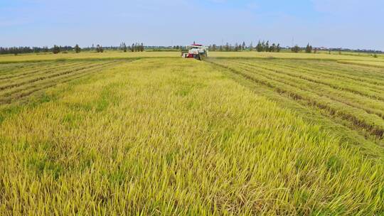 水稻成熟收割