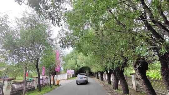 林荫小道公路穿梭笔直道路视频素材模板下载